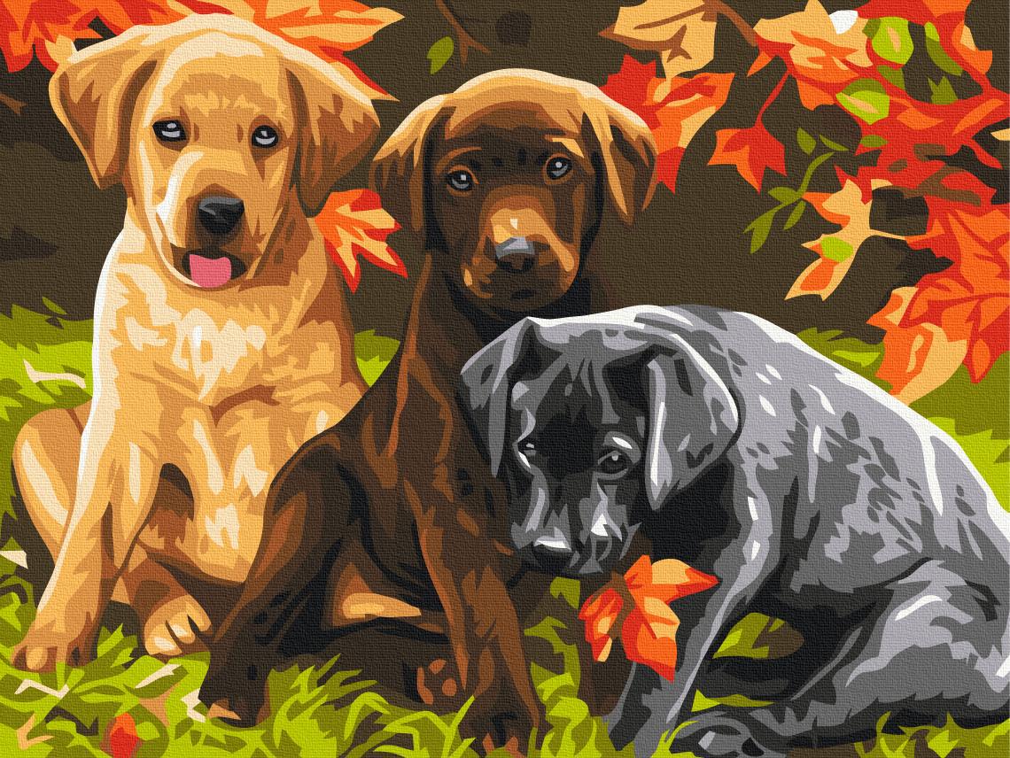 Картина по номерам Brushme Три щенка 30x40 см (RBS6530) Картина по номерам Brushme Три щенка 30x40 см (RBS6530)