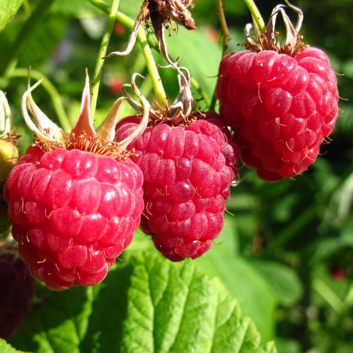 Саженец малины ремонтантной Majestic (1542767945)