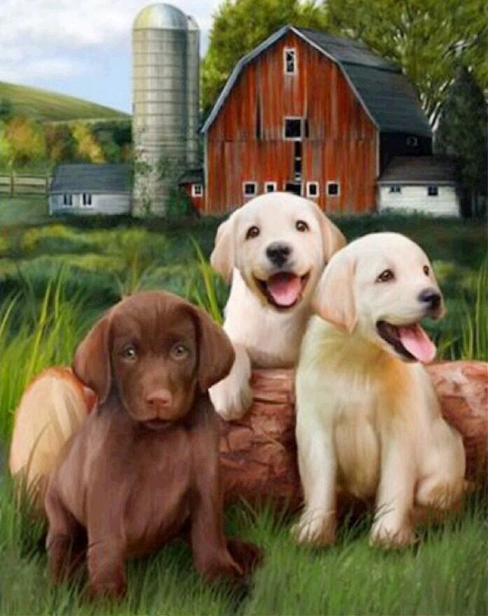 Алмазная мозаика Щенки ретривера DIY-4 полная выкладка 20x30 см (26850)