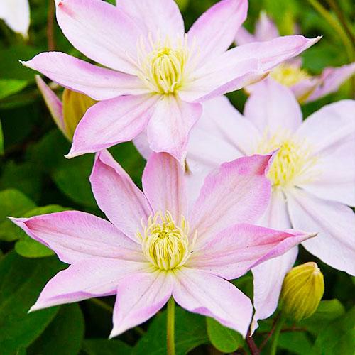 Клематис Etoile Nacre Florium - фото 2