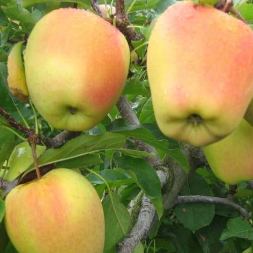 Саджанець Яблуня Golden Parsi da Rosa зимовий сорт середній термін дозрівання (101585)