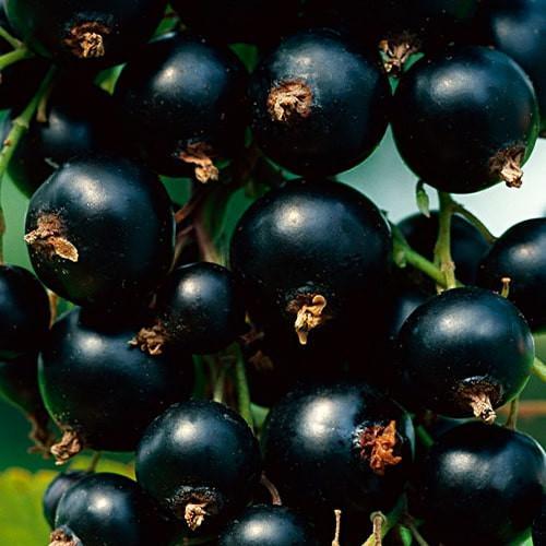 Саджанець Смородина чорна Аспірантська середньоранній термін дозрівання високоврожайний сорт (177294)