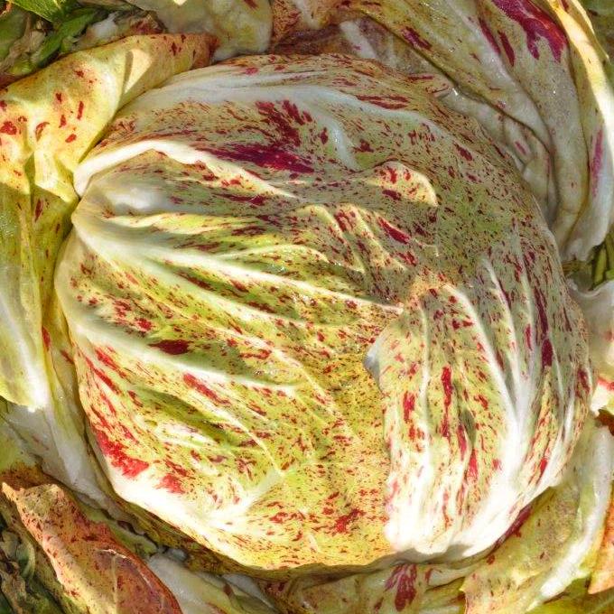 Насіння Цикорій салатний строкатий Кьоджа 10 г