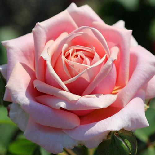 Саженцы роз Фредерик Мистраль привитый 2-летний (6128)
