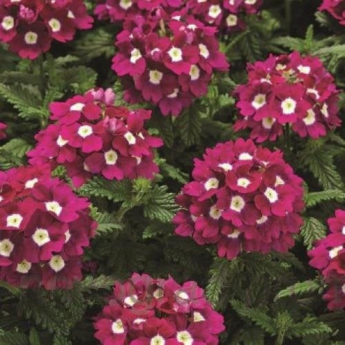 Семена цветов Вербена Tuscany F1 Burgundy Eye Syngenta 50 шт. (BN02768-3)