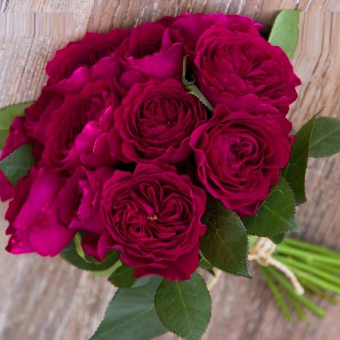 Роза английская The Prince (2669431385)