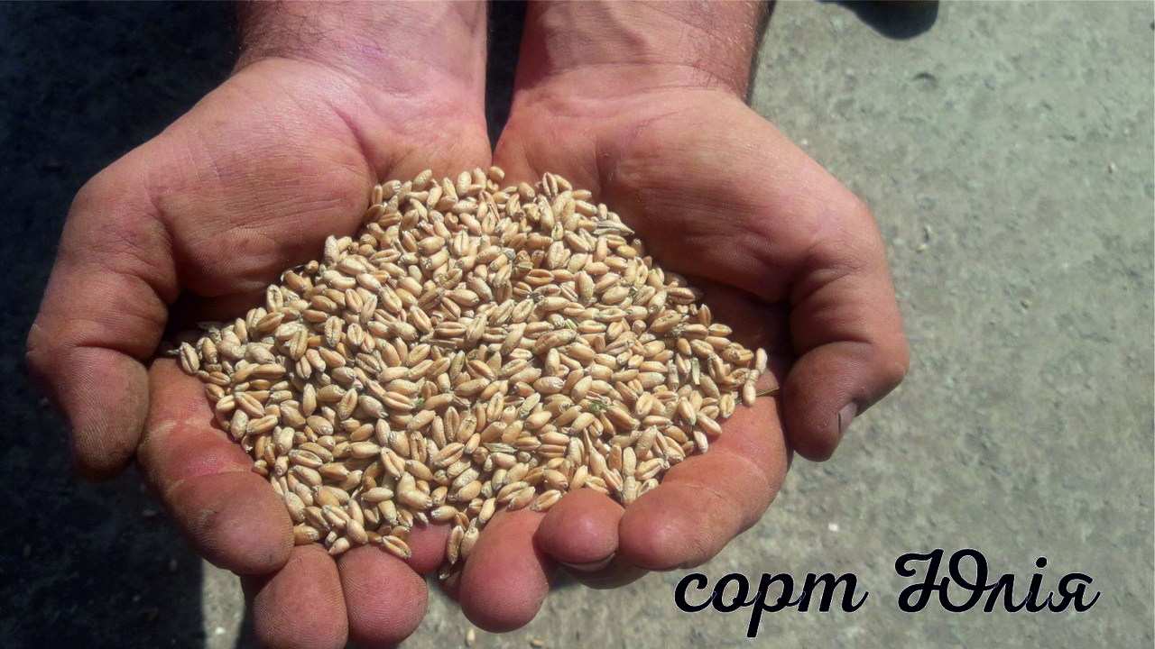 Семена пшеницы озимой Юлия 1-я репродукция 50 кг (28333082) - фото 3
