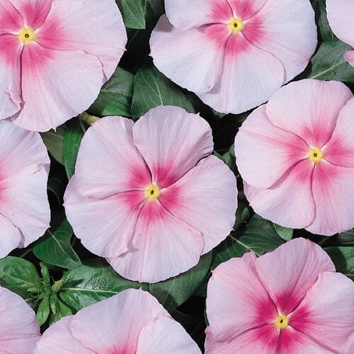 Семена цветов Катарантус Heatwave pink Hem Genetics 50 шт. (BN10409-3)