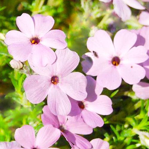 Флокс Florium Lilac Cloud (3841)