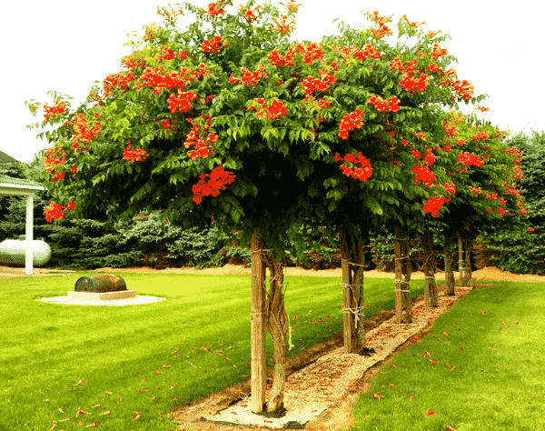 Саджанці кампсіс Текома Фламенко в горщику Р9