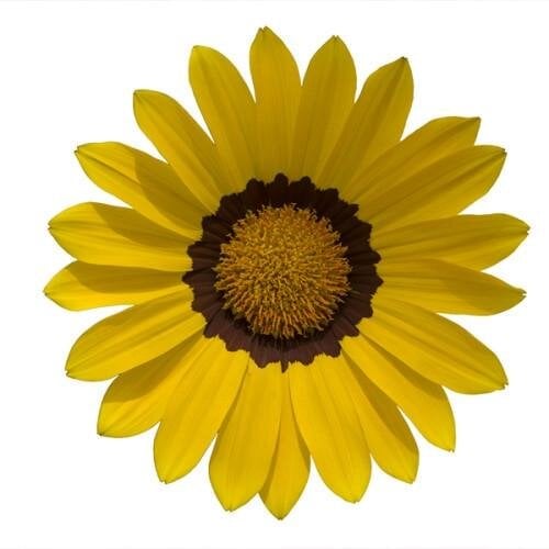Насіння квітів Газанія Hem Genetics Enorma yellow ring 10 шт. (BN09289-4)