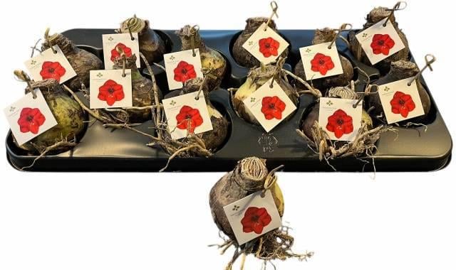 Луковица Амариллис махровый Красный (30111388) - фото 2 Луковица Амариллис махровый Красный (30111388) - фото 2