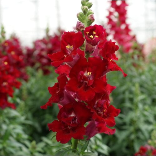 Семена цветов Львиный зев DoubleShot Crimson Red Hem Genetics 25 шт. (BN12446-4)