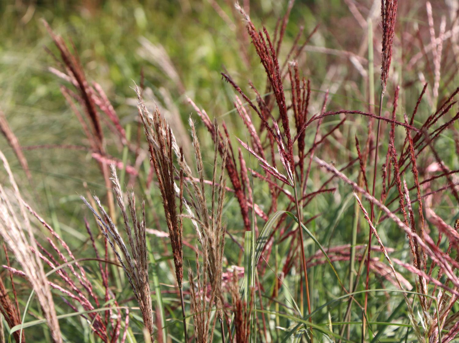 Саженец Мискантус китайский Ред Чиф Miscanthus Red Chief 3 шт.