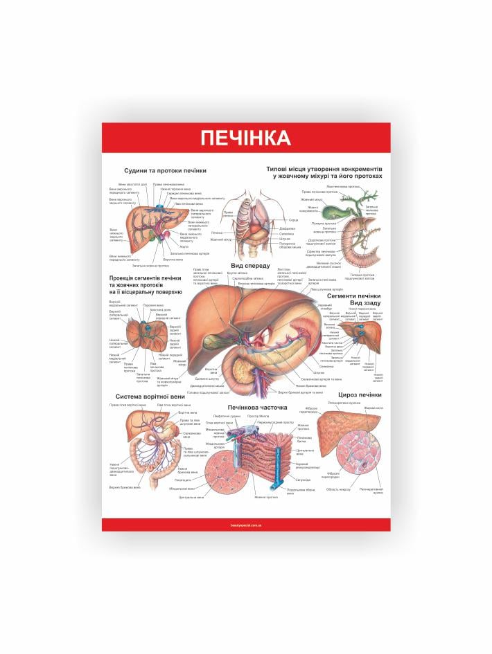 Плакат Vivay "Печінка" 30х40 см (25807580)