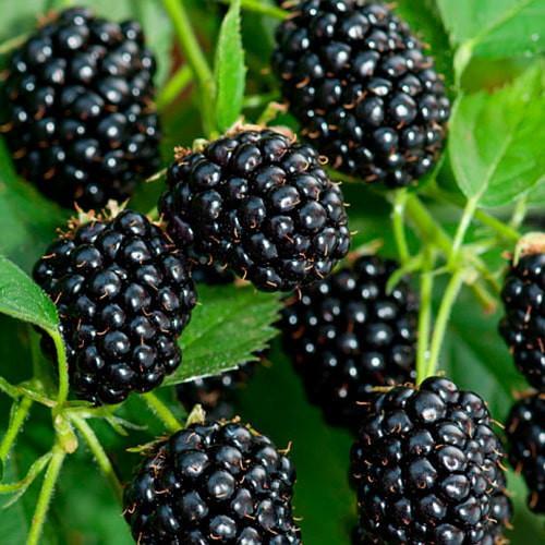 Саджанець Ожина Чачанська Бестрна середньо-ранній термін дозрівання крупноплідний сорт (177289)