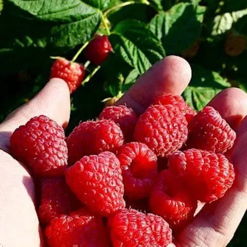 Саджанець малини ремонтантноії Жар птиця (2085716671)