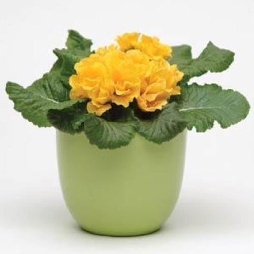 Семена цветов Примула бесстебельная PRIMLET GOLDEN SHADES (BN03071-2)