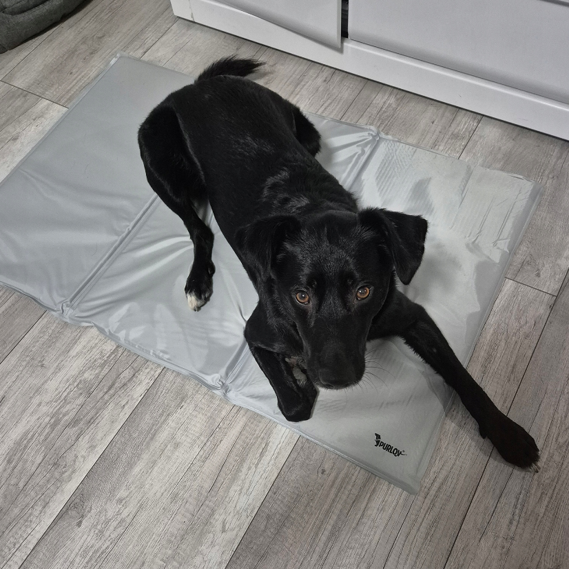 Коврик для собак и кошек охлаждающий Purlov XXL 110x70 см - фото 9