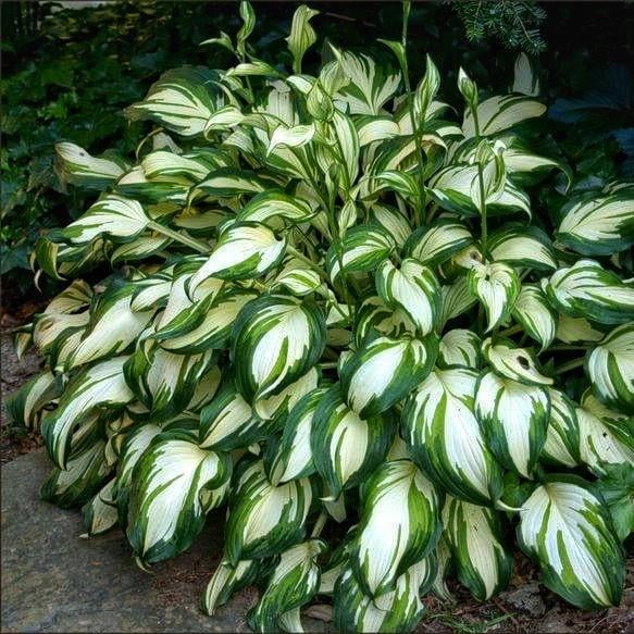 Хоста Dobrodar Undulata Mediovariegata 1 шт. (38286503)