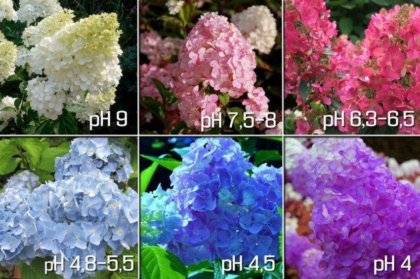Саженец гортензии метельчатой Hydrangea paniculata Bobo Р9 (1333512798) - фото 3