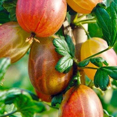 Сажанец Крыжовник Карат ранне-средний срок созревания (23603) Сажанец Крыжовник Карат ранне-средний срок созревания (23603)