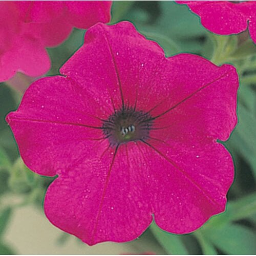 Семена цветов Петуния ампельная Opera Supreme F1 Purple Takii seed 25 шт. (BN08939-3)