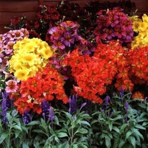 Семена цветов Сальпиглосис Royale Formula Mix Floranova 1000 шт. (BN07932)