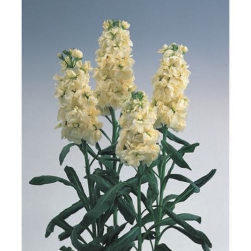 Насіння квітів Левкой Матіола раннє цвітіння Noble Cream Yellow Takii seed 1000 шт. (BN08912)
