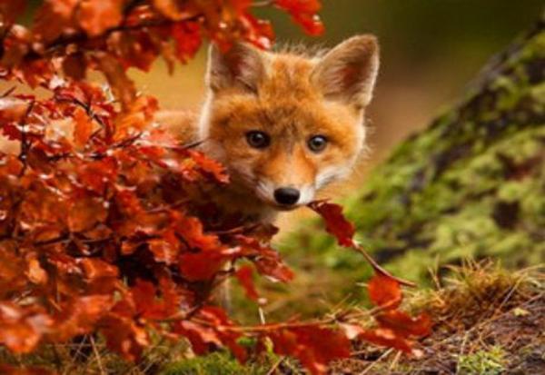 Картина по номерам Josef Otten Животные Лисенок 40х50 см в термопакете (8211RSB_O-mt) Картина по номерам Josef Otten Животные Лисенок 40х50 см в термопакете (8211RSB_O-mt)