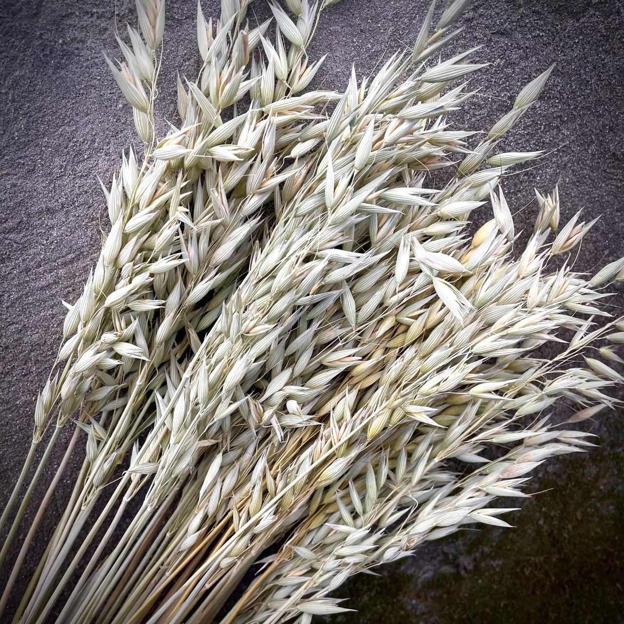 Отборные Колоски Овса сухоцветы натуральные 1000 шт. - фото 3 Отборные Колоски Овса сухоцветы натуральные 1000 шт. - фото 3