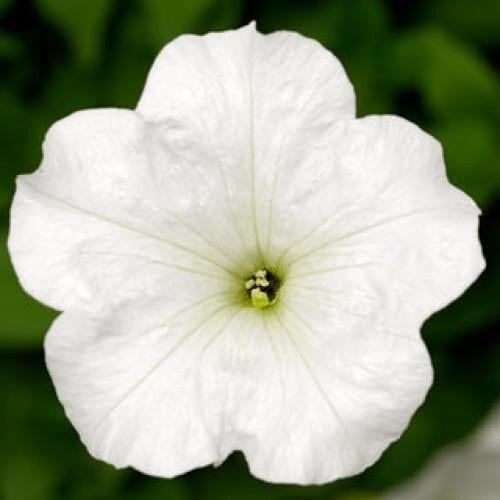 Семена цветов Петуния ампельная FotoFinish White Syngenta 5 шт. (BN10655-4)