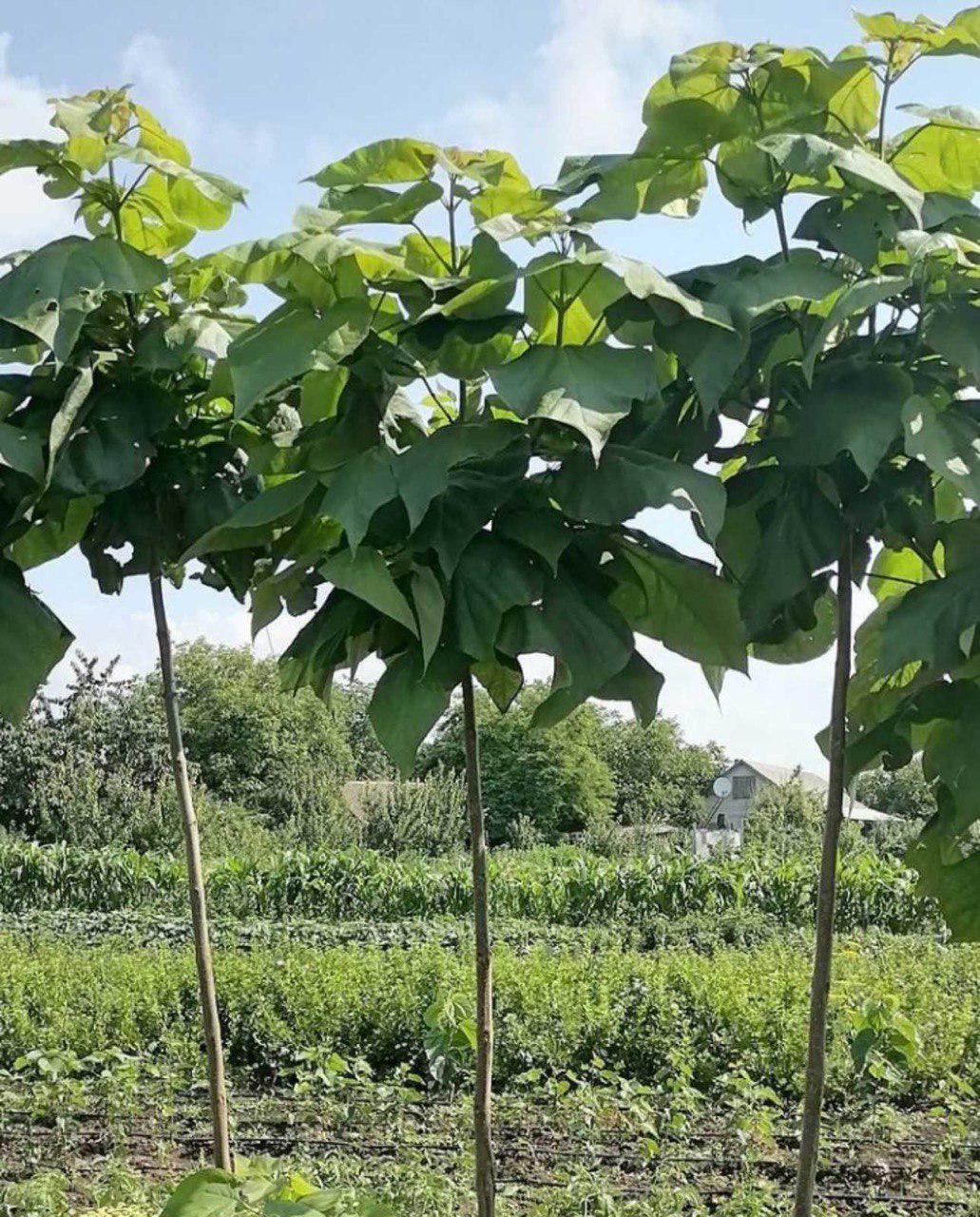 Саджанець Катальпи Нанана штамбі (12513481) - фото 2 Саджанець Катальпи Нанана штамбі (12513481) - фото 2
