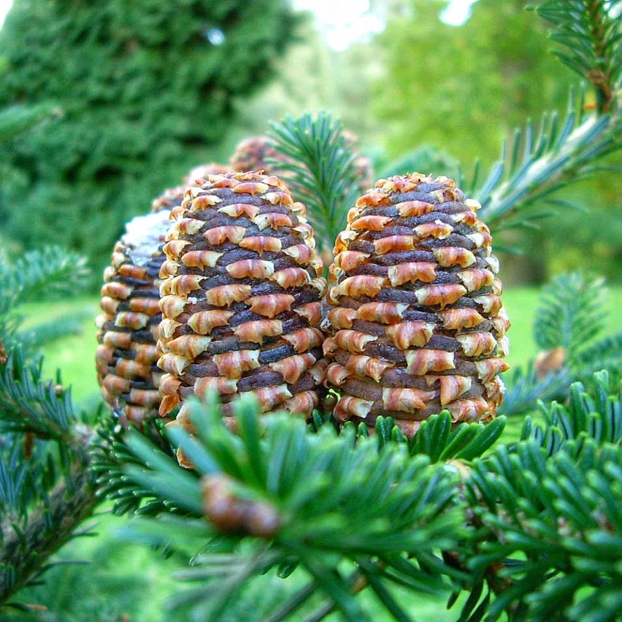 Саджанець Ялиця Фрейзера Abies Fraseri 5 шт.