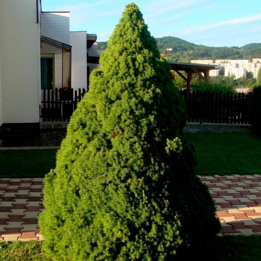 Саджанці ялина канадська Коніка в контейнері 2 л Саджанці ялина канадська Коніка в контейнері 2 л