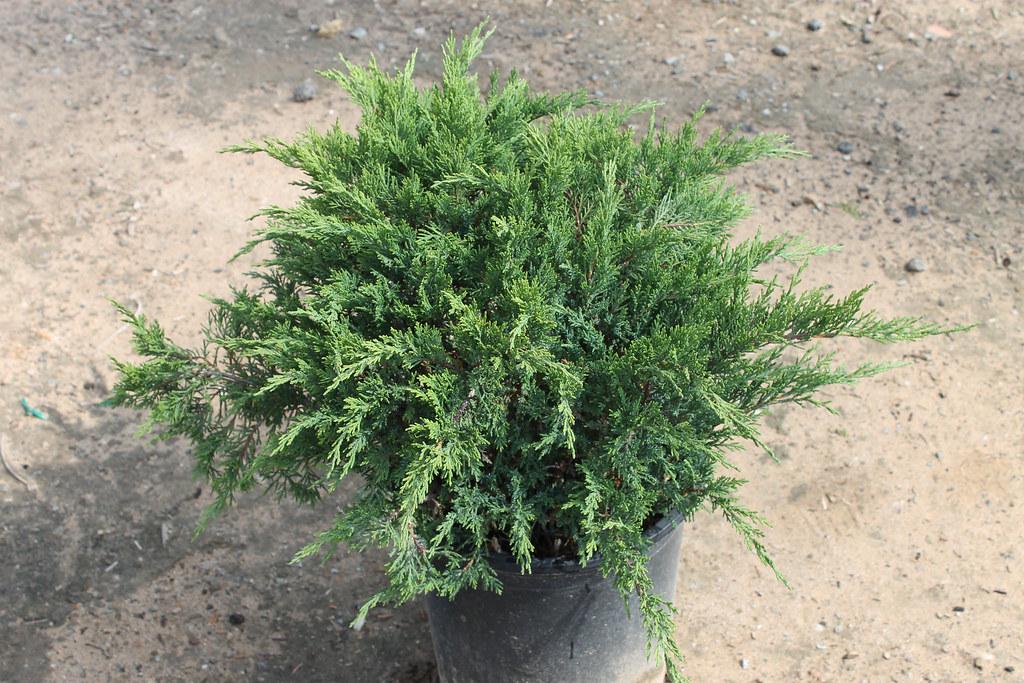 Саджанець Ялівець козацький Тамарісціфолія Tamariscifolia 3 шт.