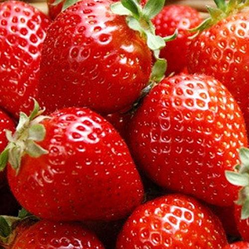 Сажанец Клубника садовая Гранд Роса среднеранний срок созревания укорененная в контейнере (185346)