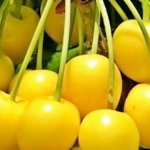 Саджанець Вишня жовта вузькопірамідальна 1 саджанець в упаковці (48858)