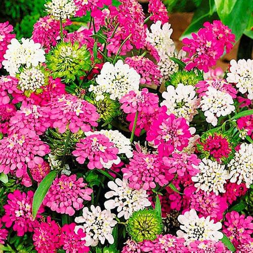 Насіння Іберіс Florium суміш (17715)