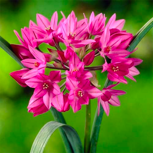 Цибуля декоративна Allium Oreophilum 15 шт.