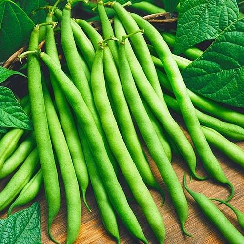 Семена Фасоль Спаржевая Syngenta SERENHETI 100 000 шт. (2289635838)