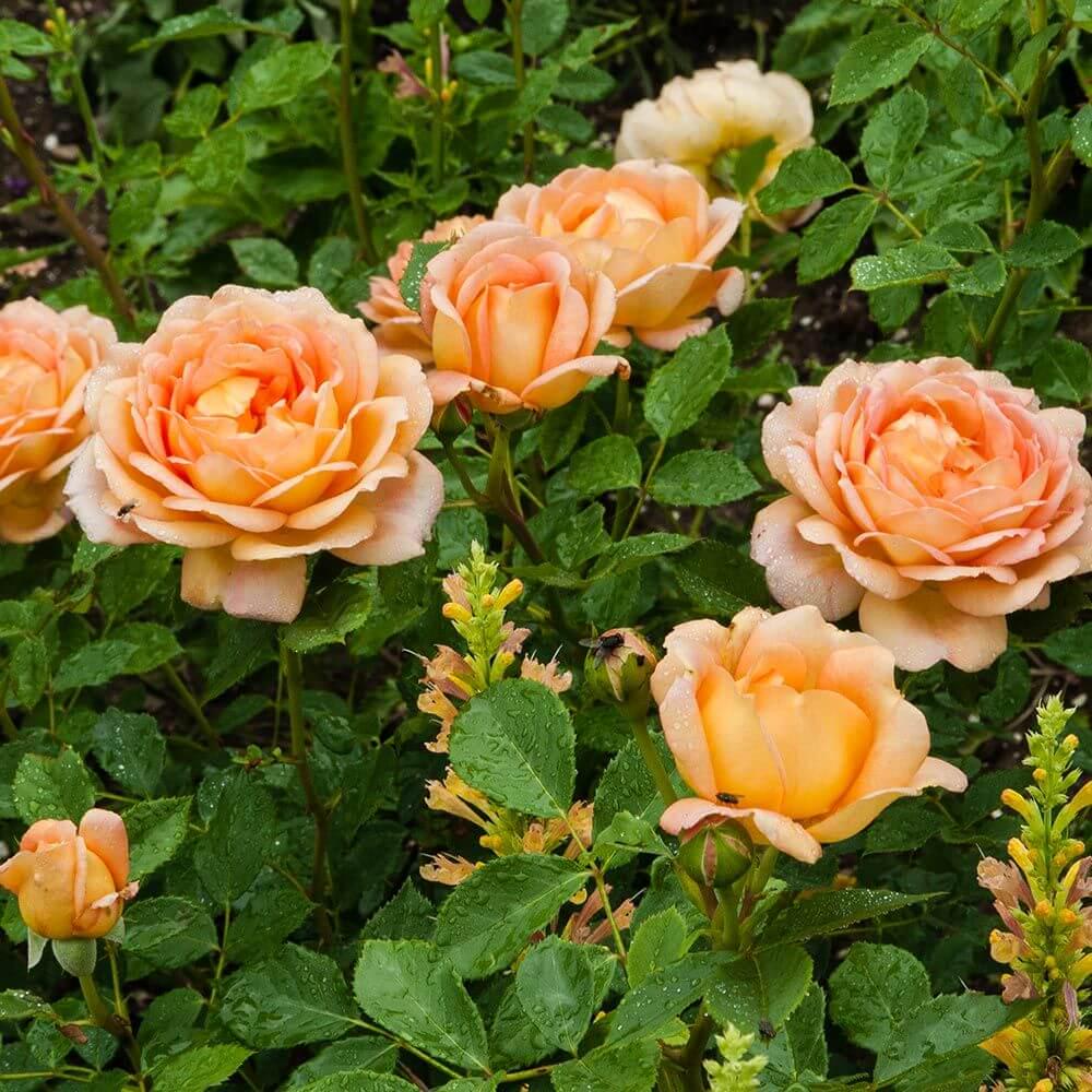 Троянда чайно-гібридна Яскрава Луї де Фюнес (15076)