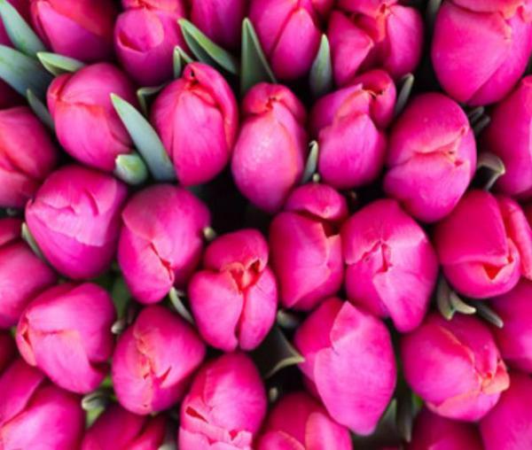 Картина по номерам Josef Otten Цветы Тюльпаны 40х50 см в термопакете (5024Y_O-mt)