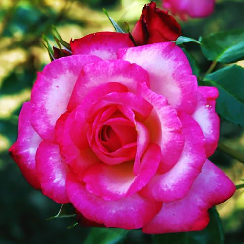 Саджанці троянди плетистої Хендель (642705407) - фото 3 Саджанці троянди плетистої Хендель (642705407) - фото 3