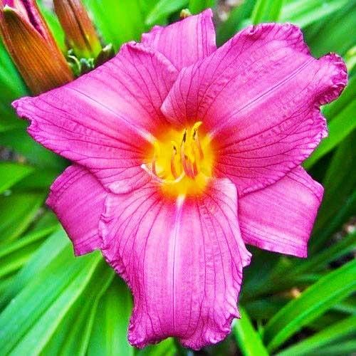 Лилейник Florium Purple Flight (13522)