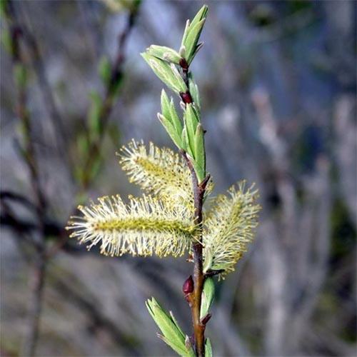 Ива Gracilistyla (13010) - фото 2