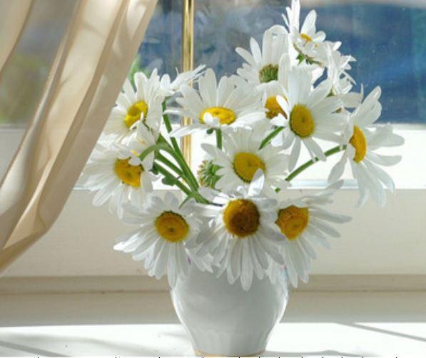 Картина по номерам Josef Otten Цветы Ромашки 40х50 см в термопакете (5679Y_O-mt)