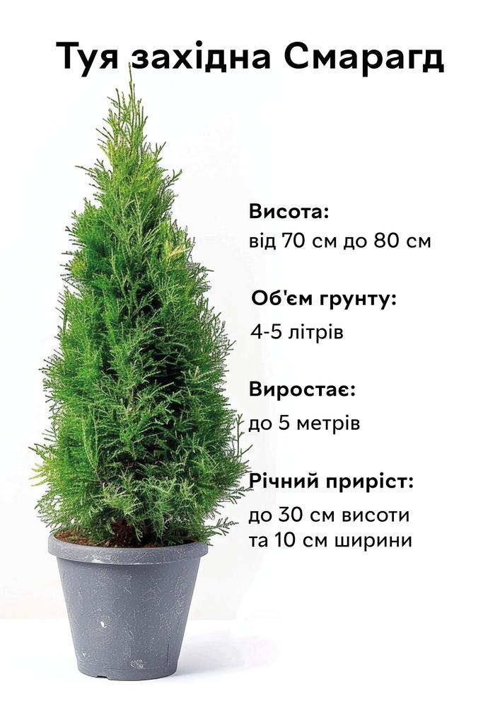 Туя Смарагд західна пірамідальна зелена 70-80 см/об'єм ґрунту 4 л 1 шт. (15488) - фото 6