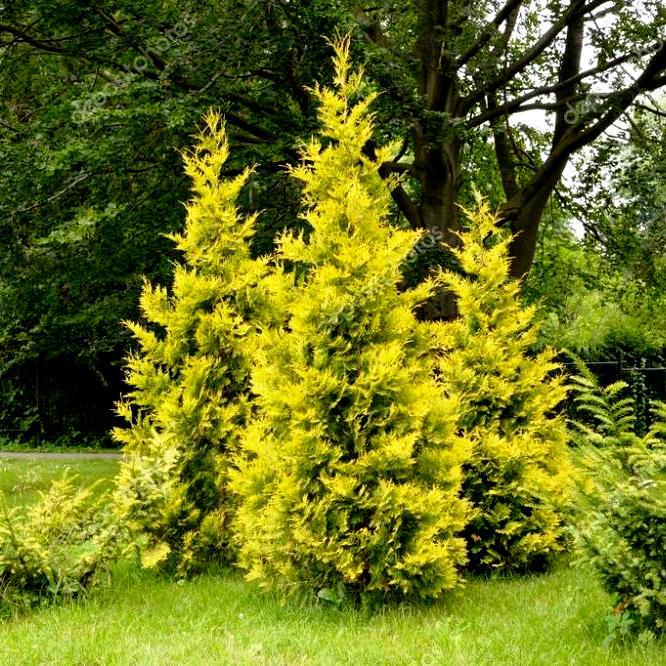 Саженец туи западной Thuja occidentalis Golden Brabant Р9 (1358103544)