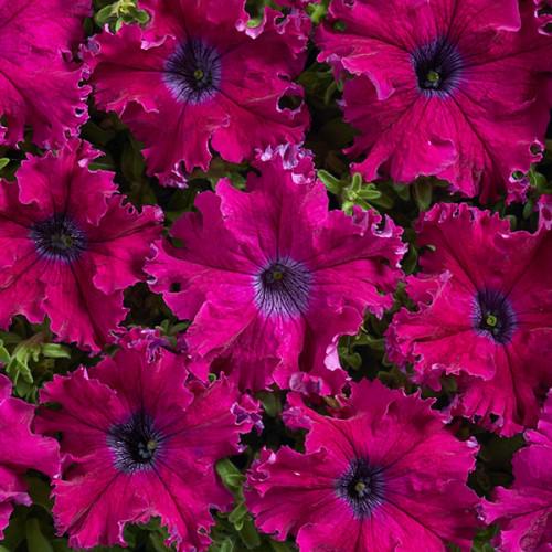 Насіння Петунія Афродіта F1 пурпурна професійне ТД Гекса-Україна 02-01-399 20 шт. (IR003063)